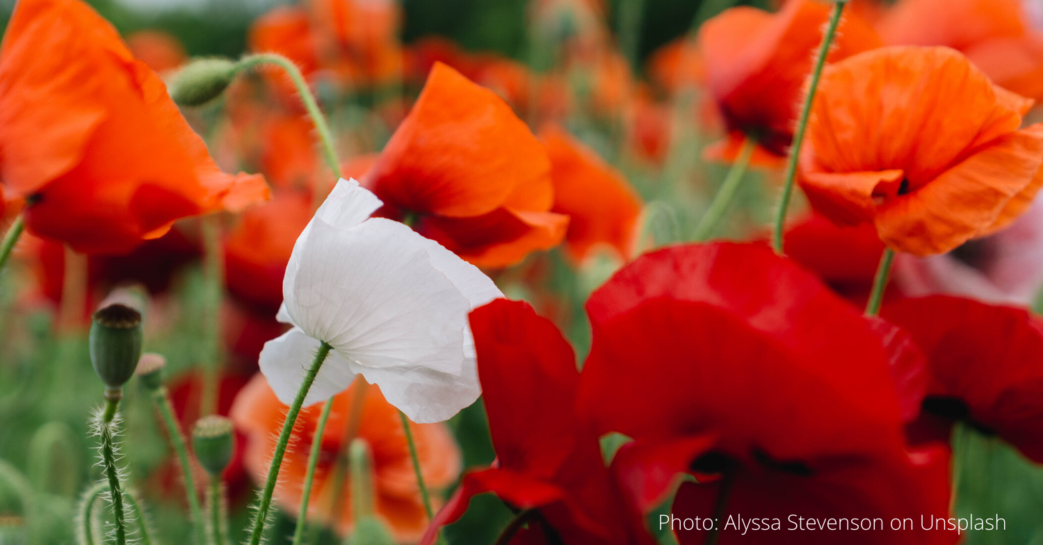 Slideshow image